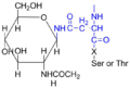 N-Linked Oligosaccharide