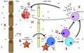 The Allergy Pathway