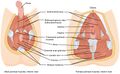 Muscle of the perineum