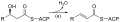 Fatty_acid_synthesis
