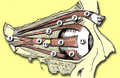 Eye muscles