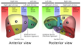 Liver segment