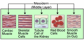 Mesoderm layer illustration