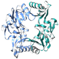 Structure of the interface between SMC3 (blue) and SMC1 (green) (PDB 2WD5) from mice (Kurze et al. 2009)