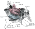 Sphenoid bone