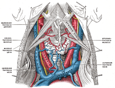 Gray's anatomy