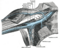 The veins of the right axilla, anterior view.