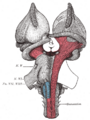 Vestibulocochlear nerve pathway