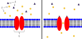 Ion-Channel Receptor