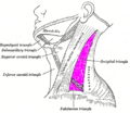 Subclavian triangle