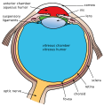 Three internal chambers of the eye
