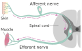 Diagram of afferent and efferent neurons