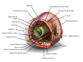 Body_cavity