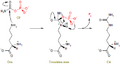 Ornithine