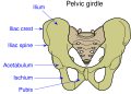 Pelvic girdle illustration