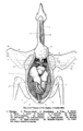 Pigeon anatomy