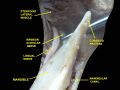 Mandibular canal