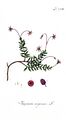 Vaccinium oxycoccos illustration