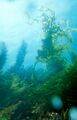 Undaria pinnatifida Japanese Kelp