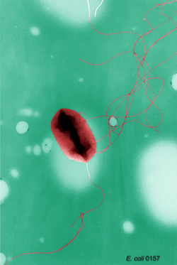 Escherichia coli flagella