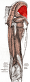 Gluteus minimus