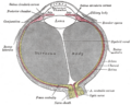 Gray's Anatomy illustration of the fibrous tunic of the eyeball