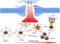 Microglia