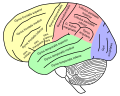 Lateral view of the brain with labeled gyri