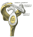 Coracoclavicular ligament - Image 2