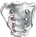 Intervertebral foramen