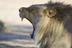 Panthera leo yawn