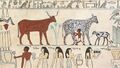 Egyptian Domesticated Animals