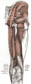 Greater trochanter