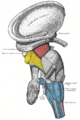 Dentate nucleus
