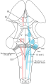Solitary nucleus
