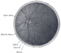 Anatomy of the eye showing the central retinal vein