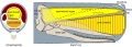 Sperm whale head anatomy