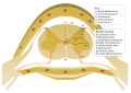 Spinal cord trirev rexed lamina