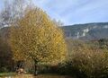 Tilia