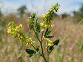 Melilotus officinalis