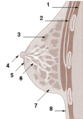 Diagram of breast anatomy