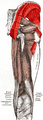 Gluteal muscles