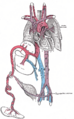 Diagram of the fetal circulation, showing the ductus venosus