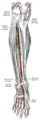 Deep plantar artery