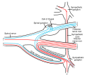Spinal nerve