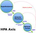 Hypothalamic–pituitary–adrenal axis