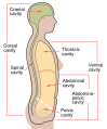 Diagram showing the body cavities