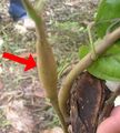 Cocoa Swollen Shoot Stem symptom