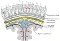 Periosteum