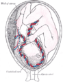Umbilical cord